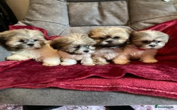 Lhasa Apso dogs for sale: Lhasa Apso Puppies 🐶  - Image 2