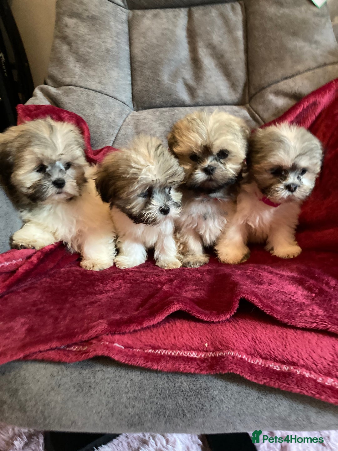 Lhasa Apso dogs for sale: Lhasa Apso Puppies 🐶  - Image 2