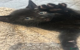 Mixed Breed cats for sale: Rare Bengal-Mix & Ginger Line Kittens  - Image 6