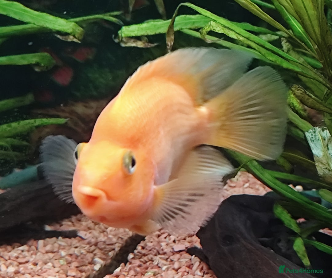 Other/Mixed Breed fish for sale: Orange Parrot Cichlid (Parrot Fish) - Image 6
