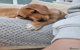 Springador dogs for sale: Labrador puppies (red/copper). Health checked.  - Image 5