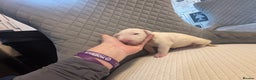 English Bull Terrier dogs for sale: Champion Bloodline English Bull Terrier Puppies  - Advert 6