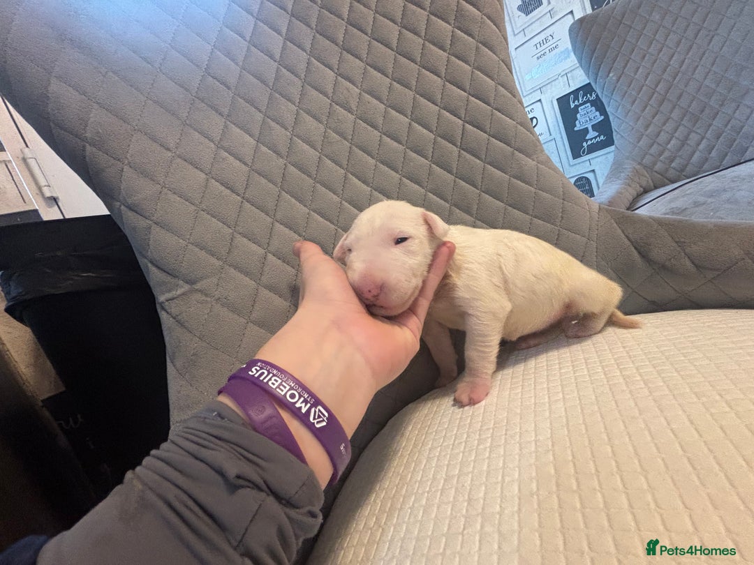 English Bull Terrier dogs for sale: Champion Bloodline English Bull Terrier Puppies  - Image 6