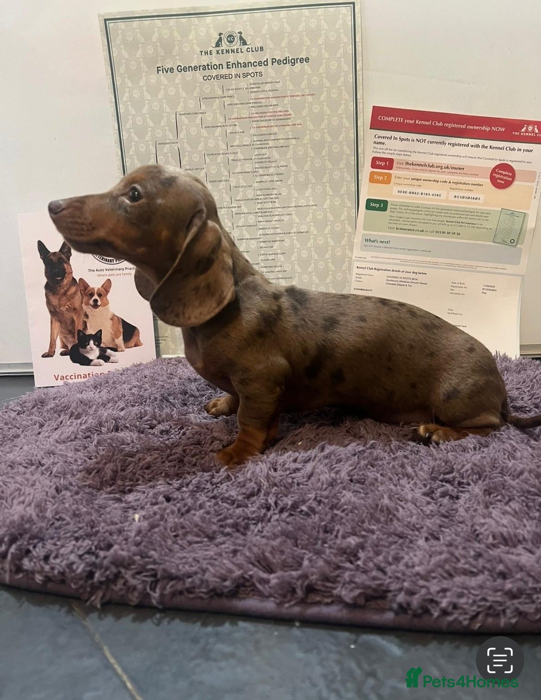 Miniature Dachshund dogs for sale: 5 kc reg PRA CLEAR MINI DACHSHUNDS - Advert 3