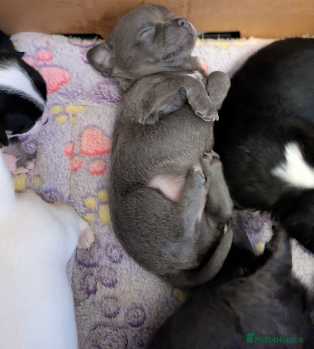 Chihuahua dogs for sale: Rare colour and tiny pedigree Chihuahuas  - Advert 19