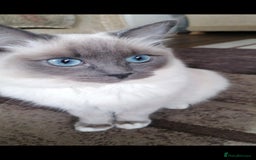 Ragdoll cats for sale: 2 x GCCF Registered Ragdolls for Sale - Image 1