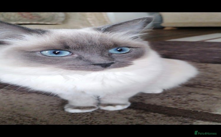Ragdoll cats - Advert 11
