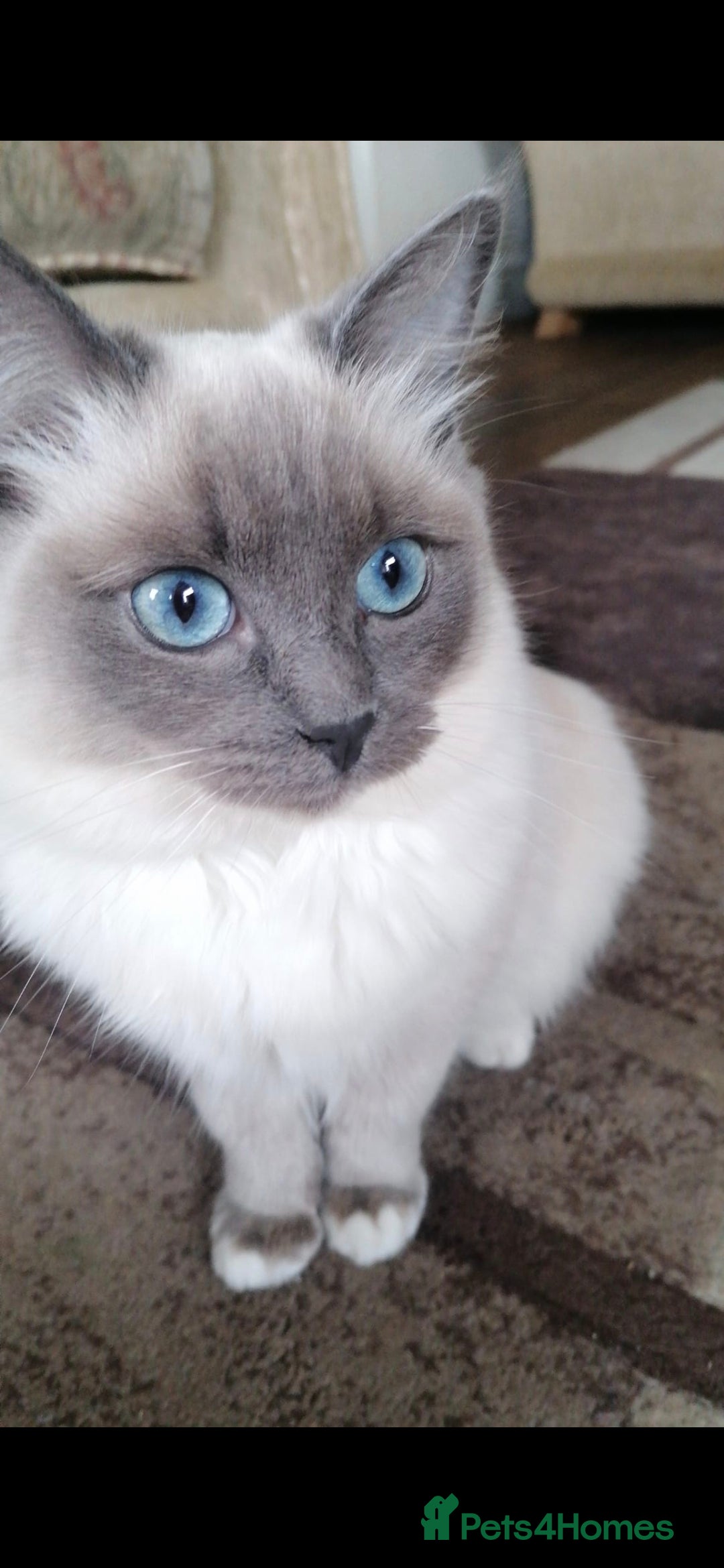 Ragdoll cats for sale: 2 x GCCF Registered Ragdolls for Sale - Image 1