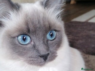 Ragdoll cats - Advert 1