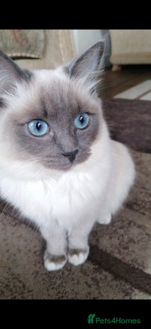 Ragdoll cats - Advert 7