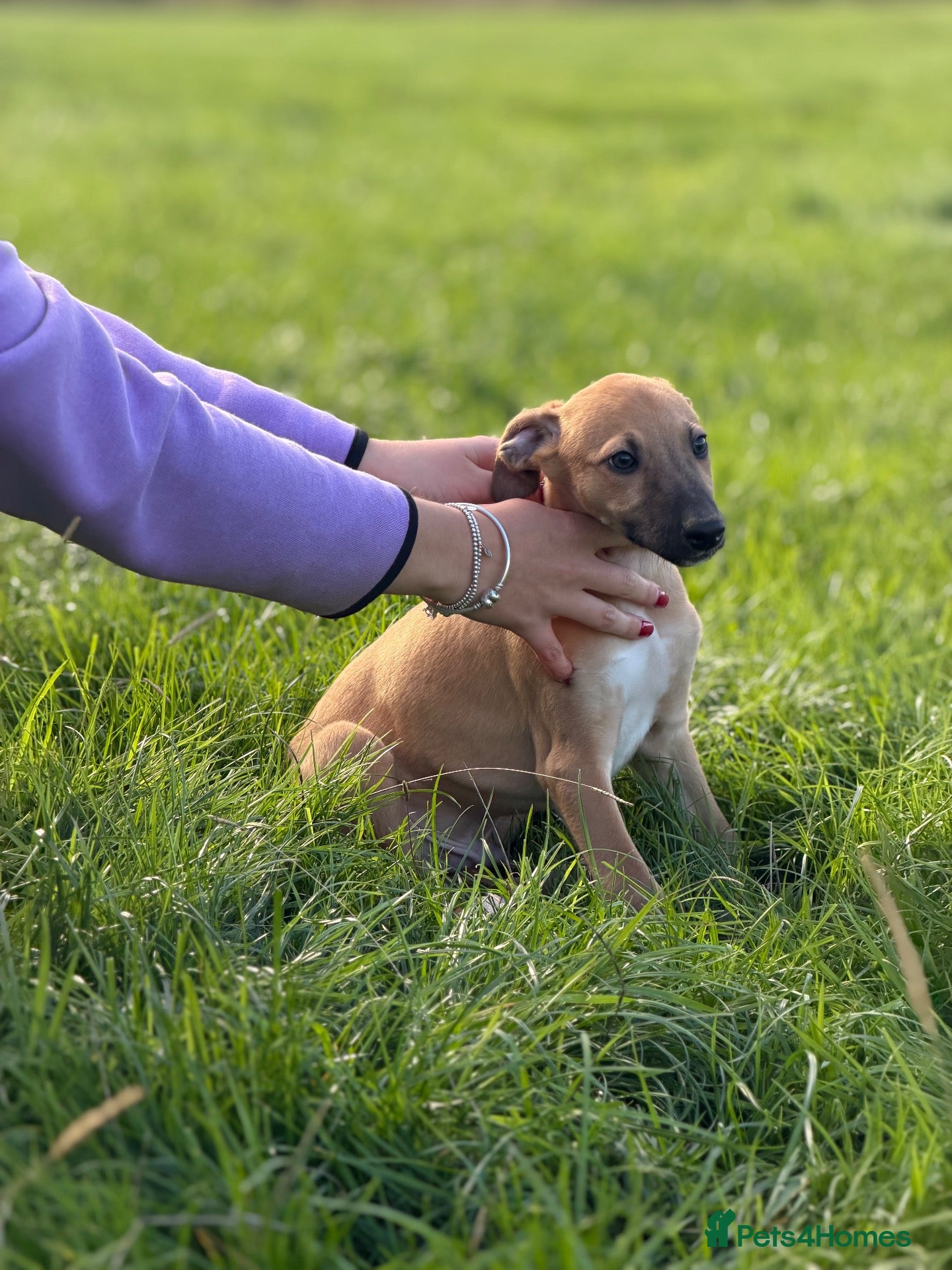 Mixed Breed dogs Outstanding Working-Bred Whippet Lurcher Puppies  - Advert 15