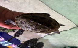 Terrapin reptiles for sale: 2 diamond back terrapins  - Image 6