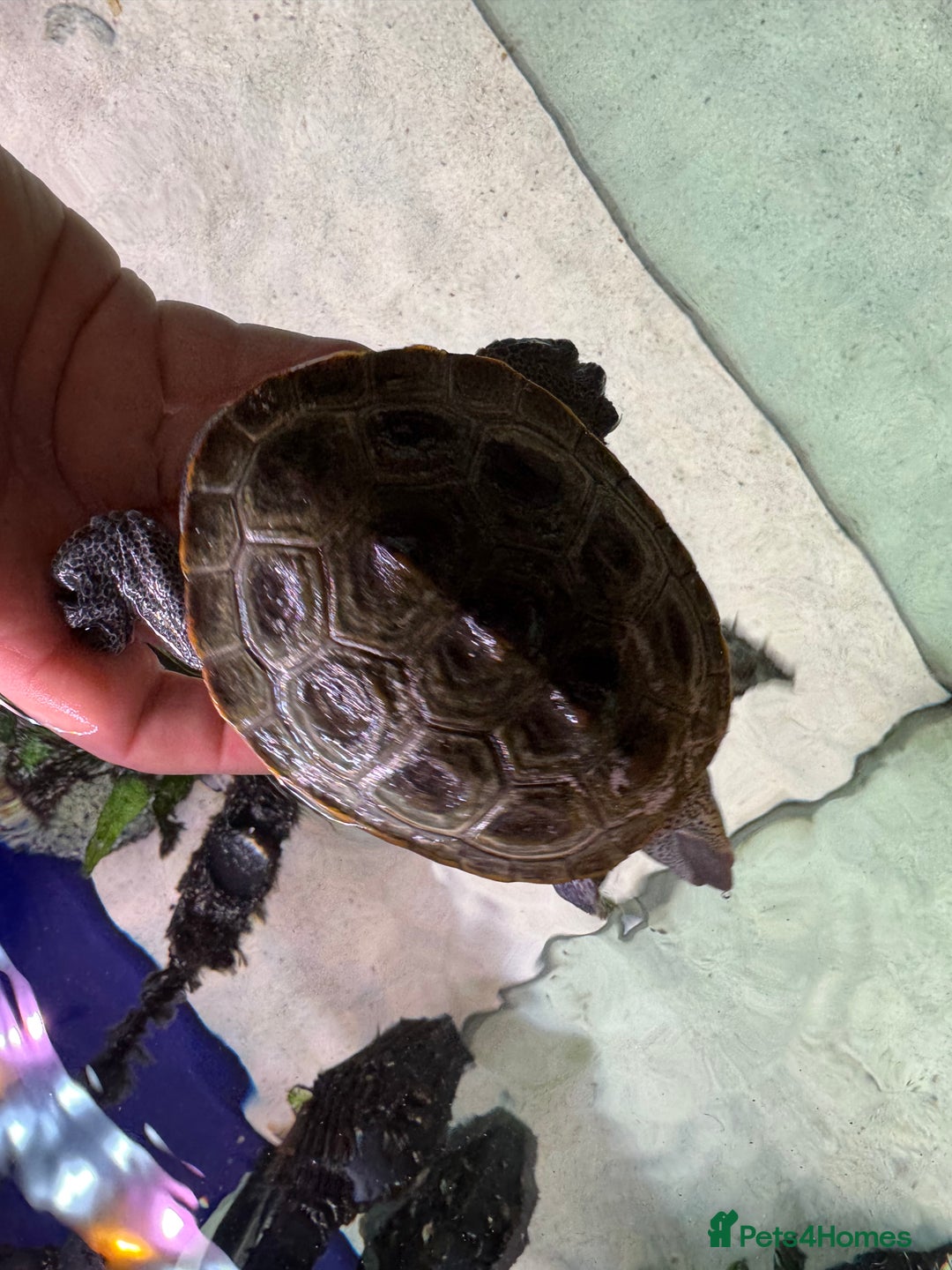 Terrapin reptiles for sale: 2 diamond back terrapins  - Image 6