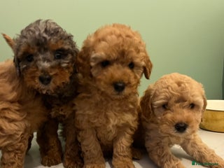 Miniature Poodle dogs Miniature poodle puppies - Advert 1