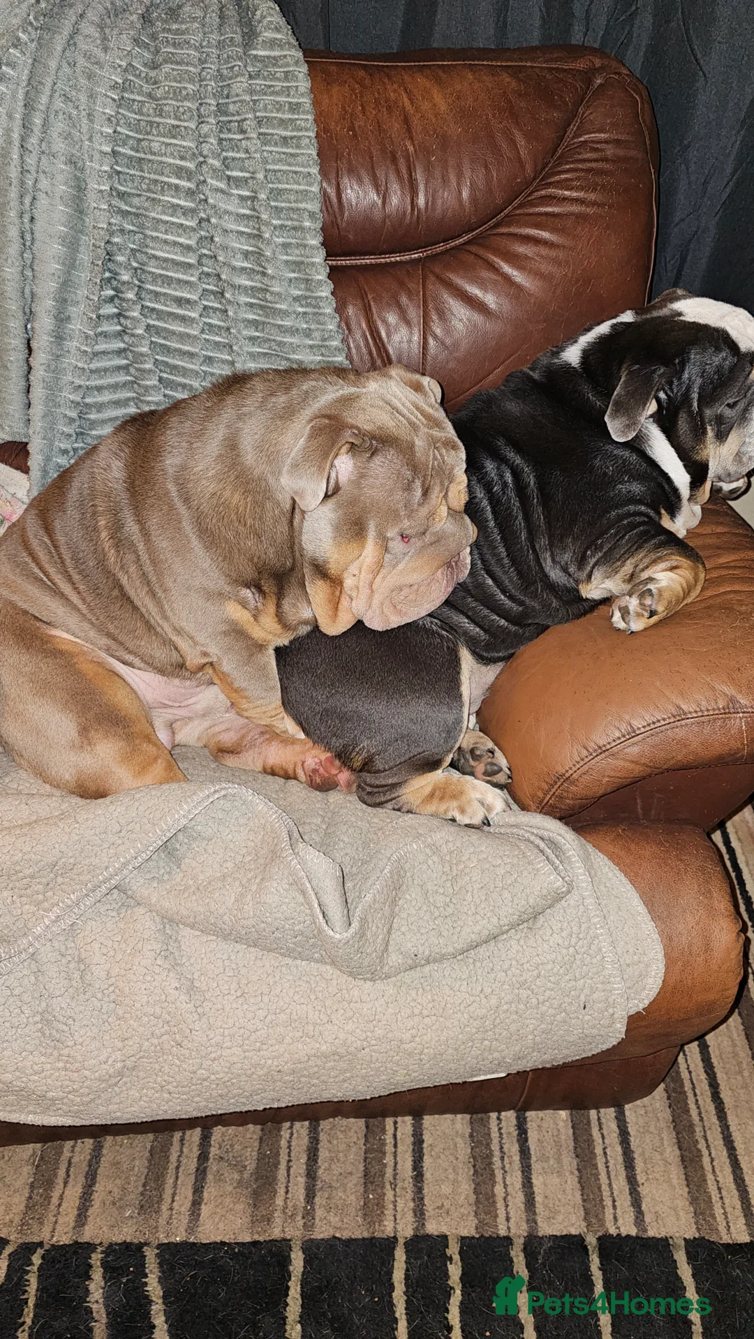 English Bulldog dogs for stud: Large full suit lilac Bulldog at stud. in Helensburgh - Advert 6