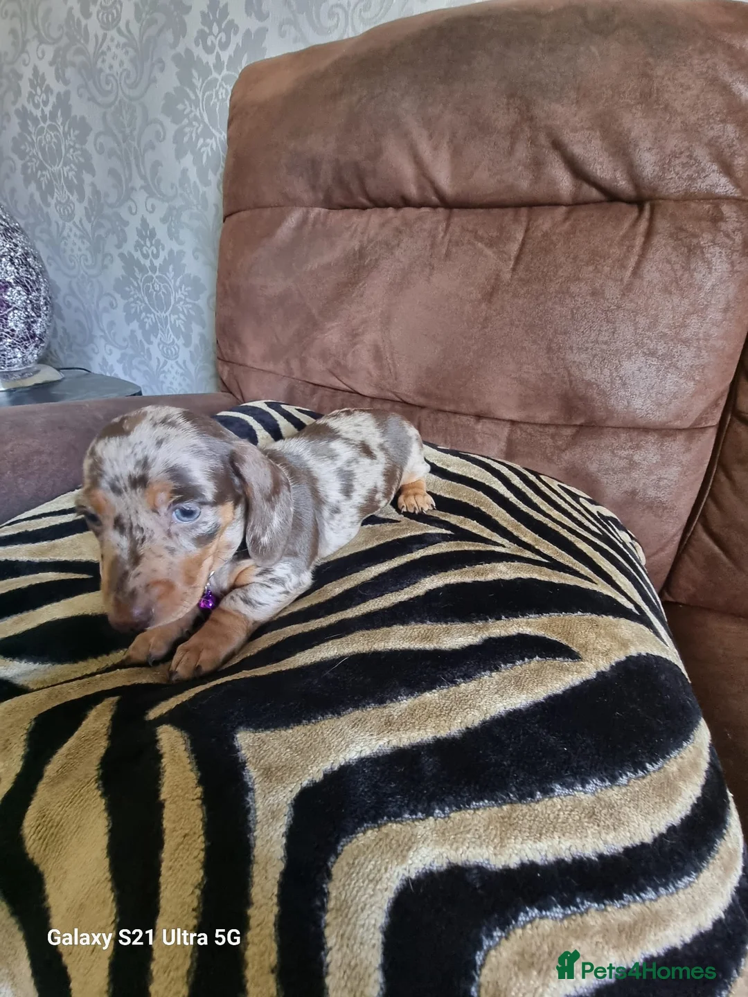 Miniature Dachshund dogs for sale: Miniature dachshund  - Advert 25