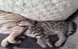 Mixed Breed cats for sale: Half bengals  - Image 22