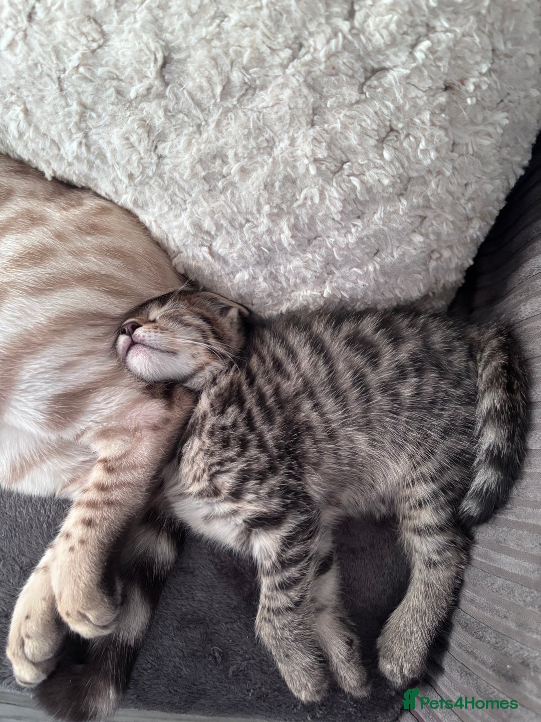 Mixed Breed cats for sale: Half bengals  - Image 22