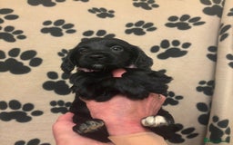 Cockapoo dogs for sale: F2 cockapoo puppies - Image 1