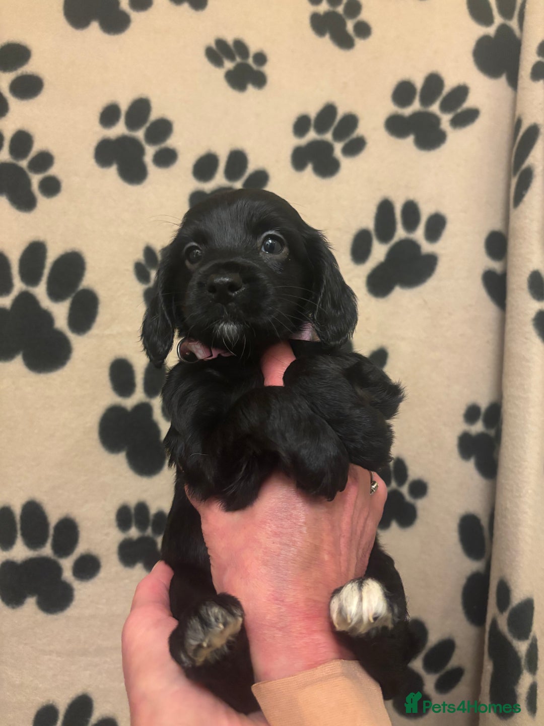 Cockapoo dogs for sale: F2 cockapoo puppies - Image 1
