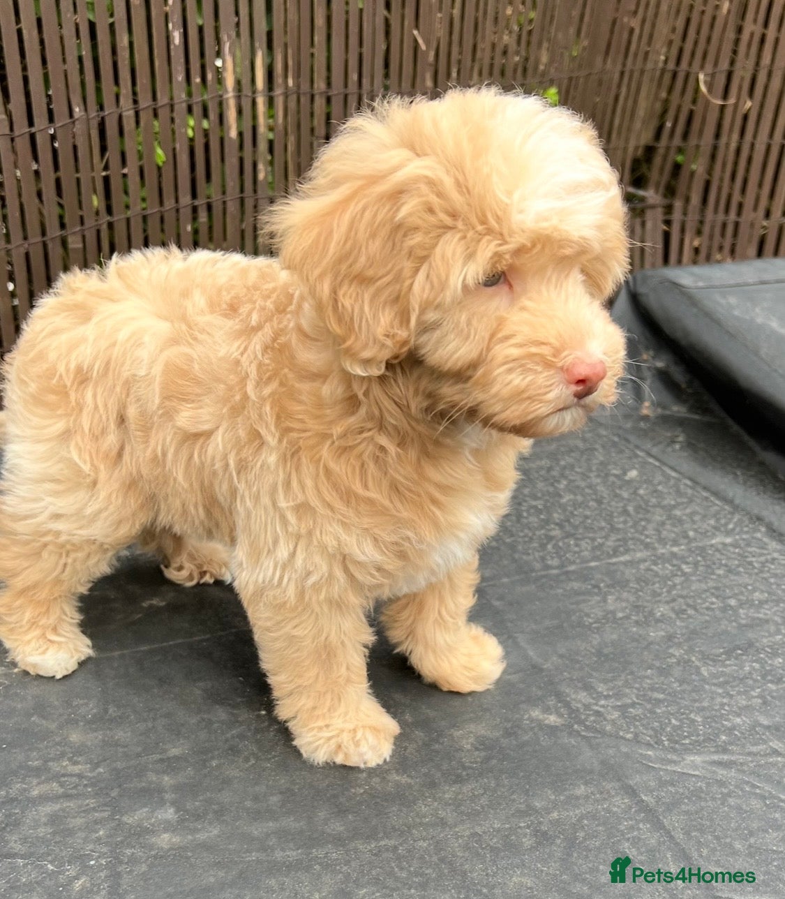 Labradoodle dogs LAST ONE! Mini Labradoodle READY NOW! - Advert 1