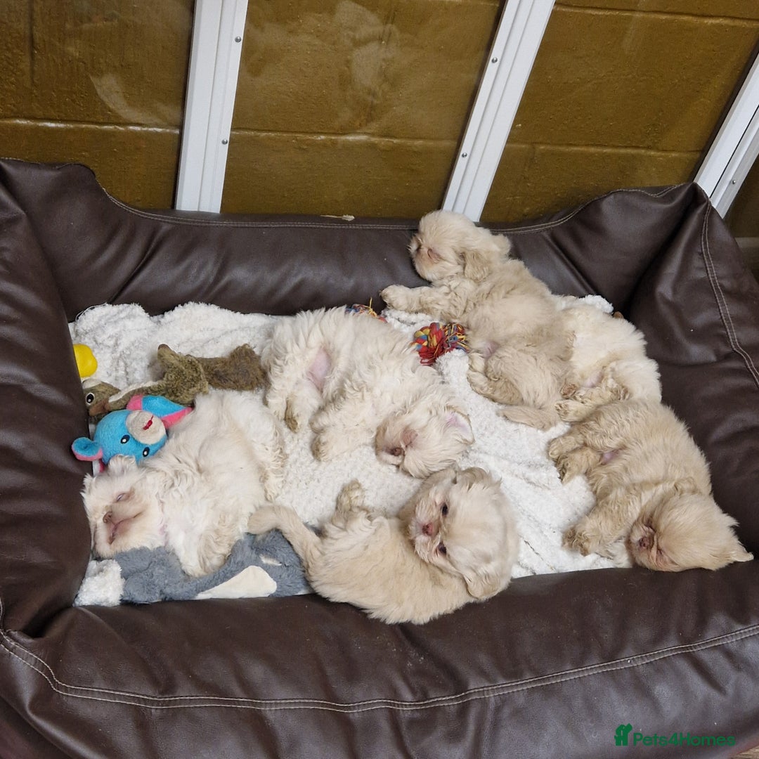 Shih Tzu dogs for sale: 6 Snow White Shih Tzu Pups.  - Image 16