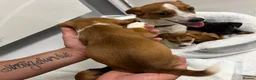 Jack Russell dogs for sale: 6 jack Russel puppies  - Advert 9