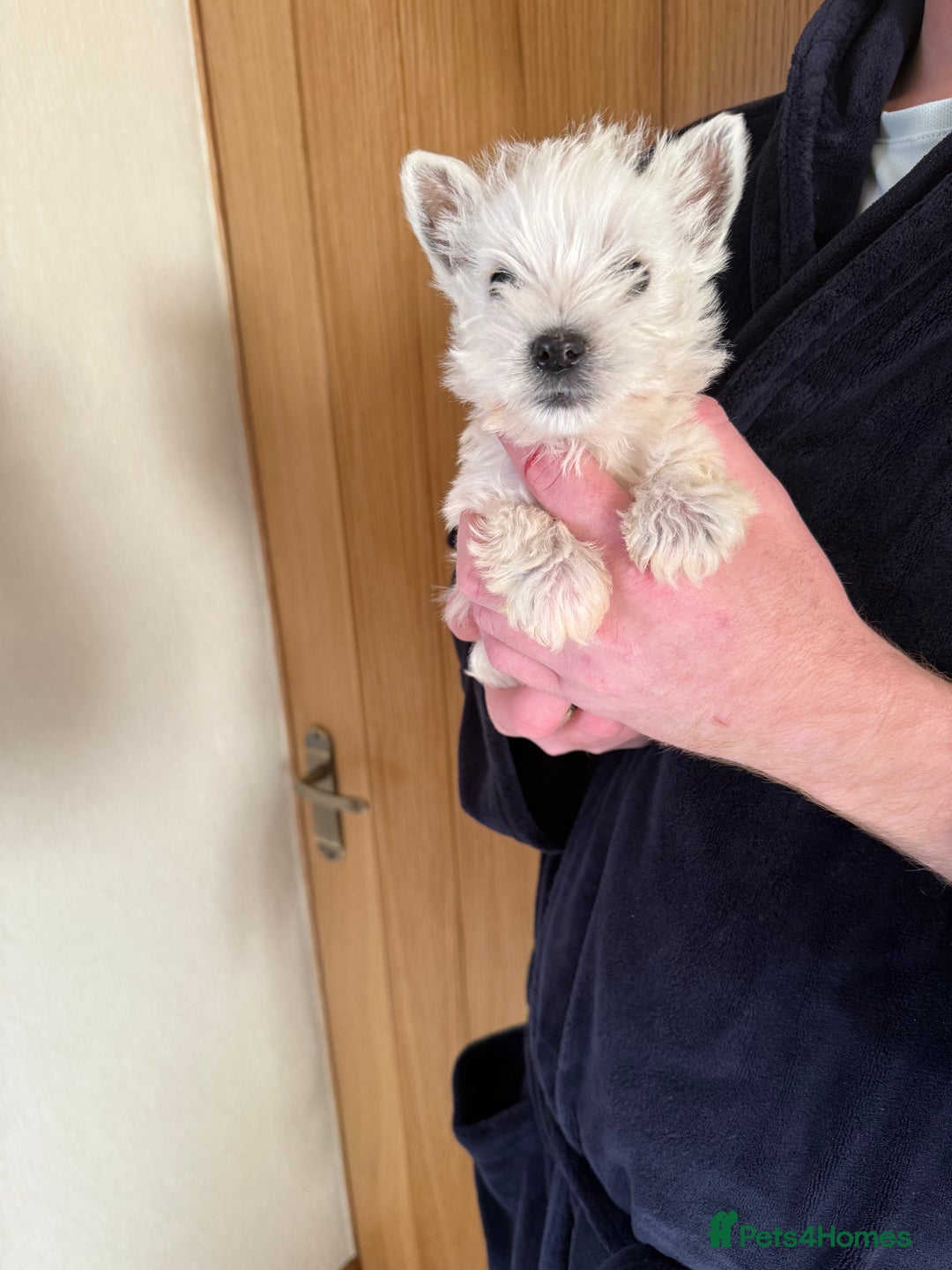 West Highland Terrier Puppies for sale in Middlesbrough