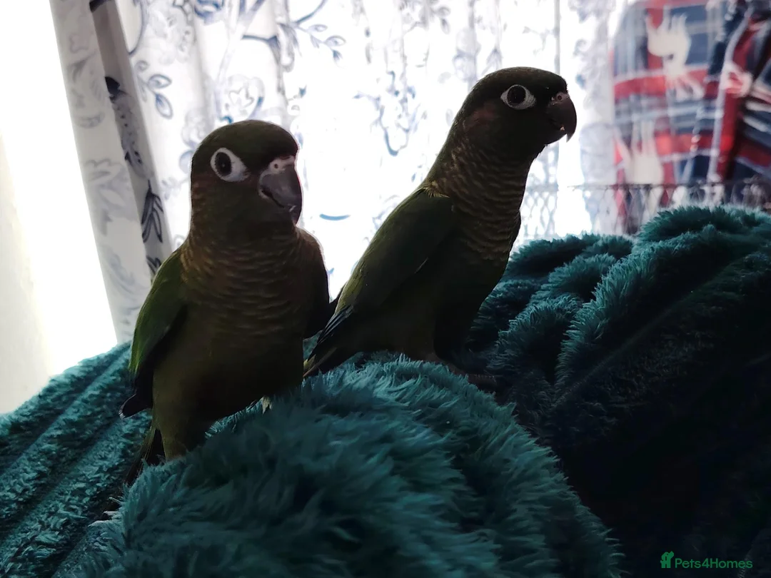 Conures birds for sale: Green cheek conures pineapple, turquoise, violet - Advert 6