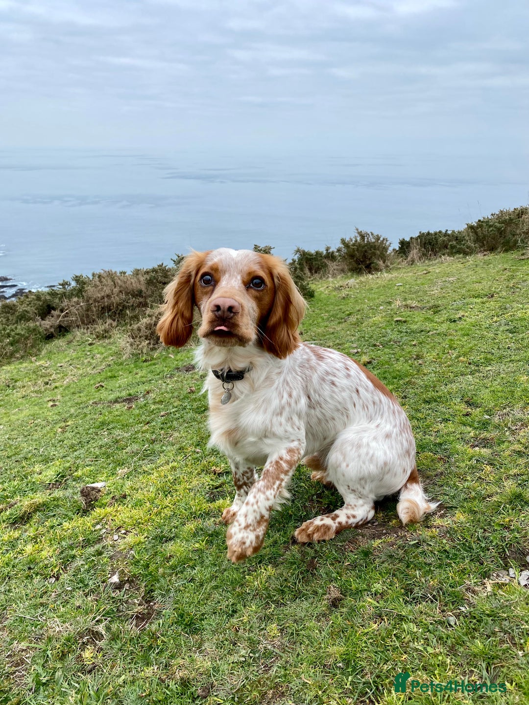 Cocker Spaniel dogs for stud: KC Working Cocker Spaniel Health Tested  - Advert 14