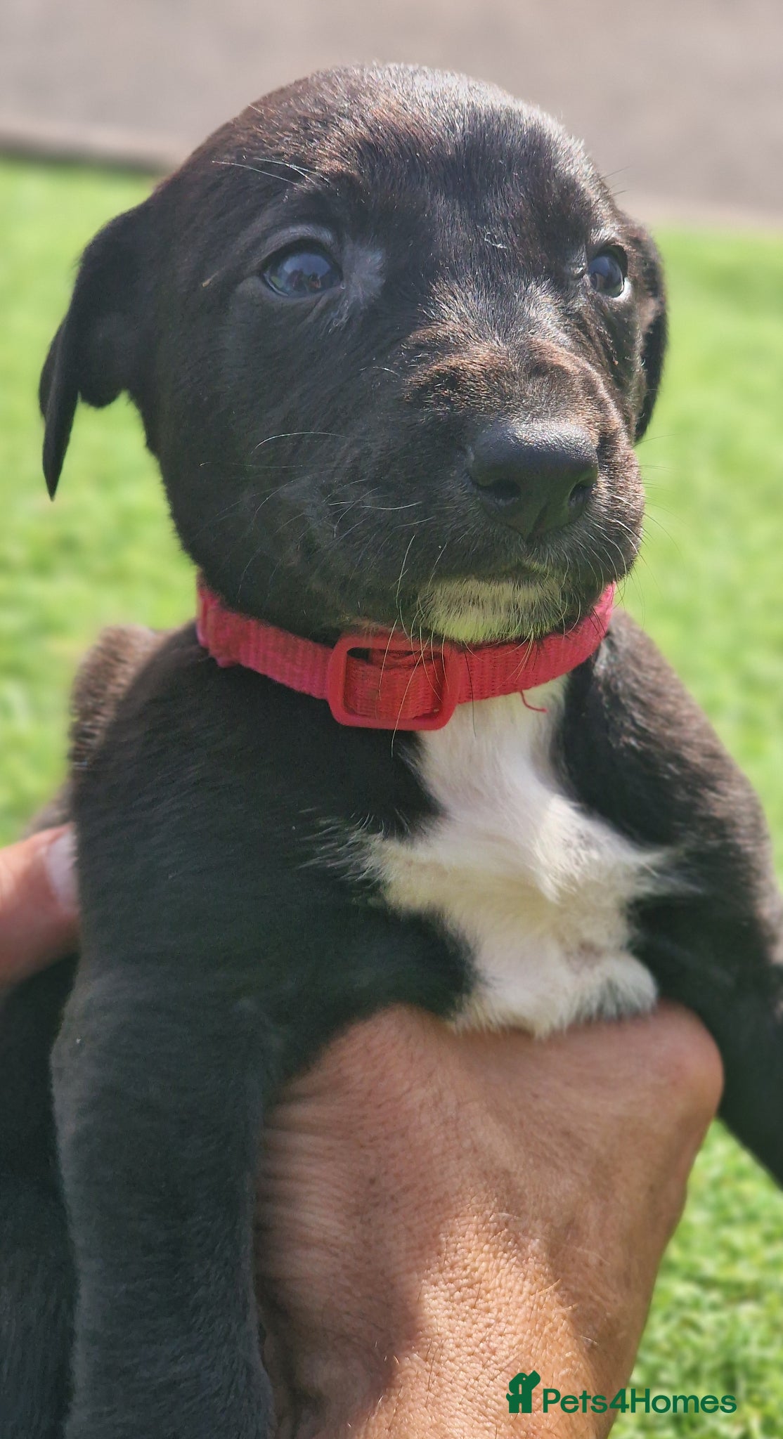 Mixed Breed dogs Bull cross ,lurcher  - Advert 18
