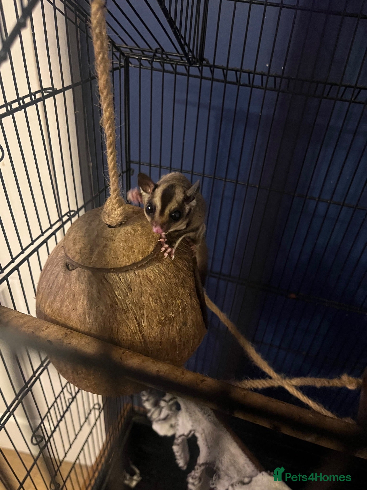 Sugar Glider rodents Young sugar glider pair  - Advert 1