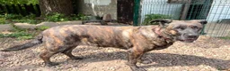 Mixed Breed dogs for adoption: Roxy ready for a quite life - Advert 3