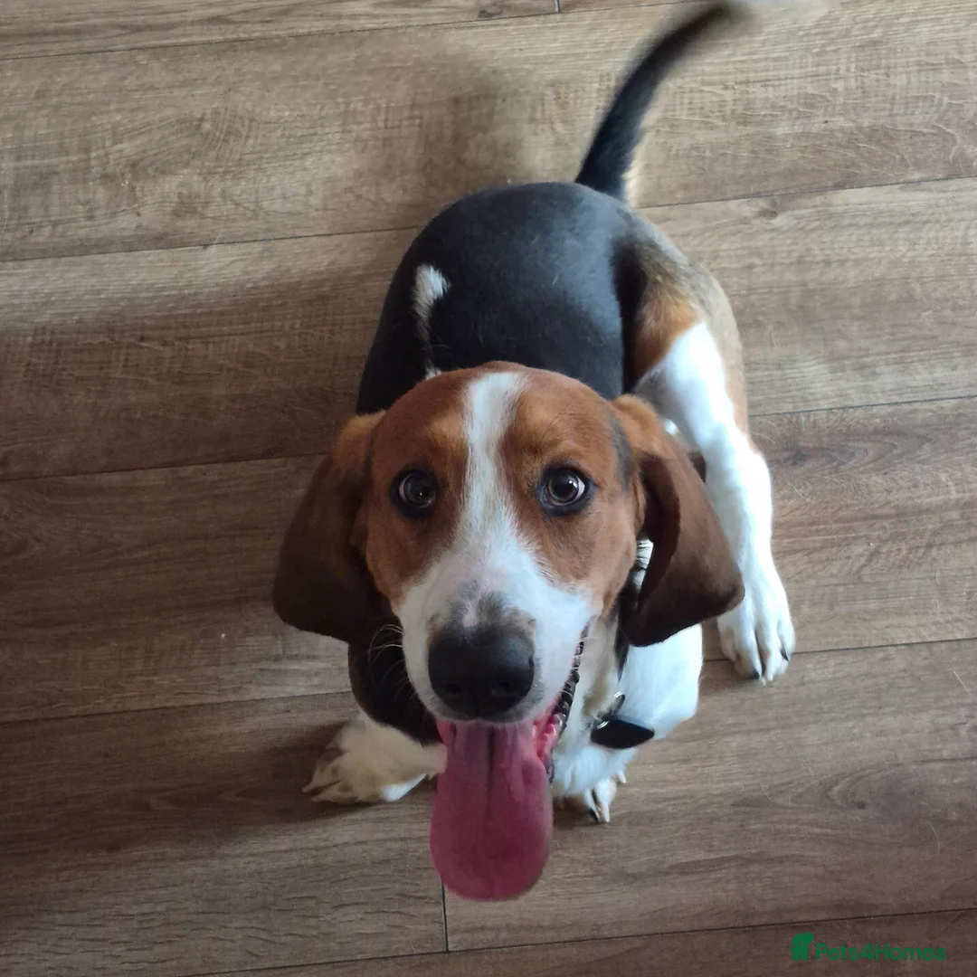 Basset Hound dogs for sale: Basset Hound needs rehoming due owner ill health  - Advert 2