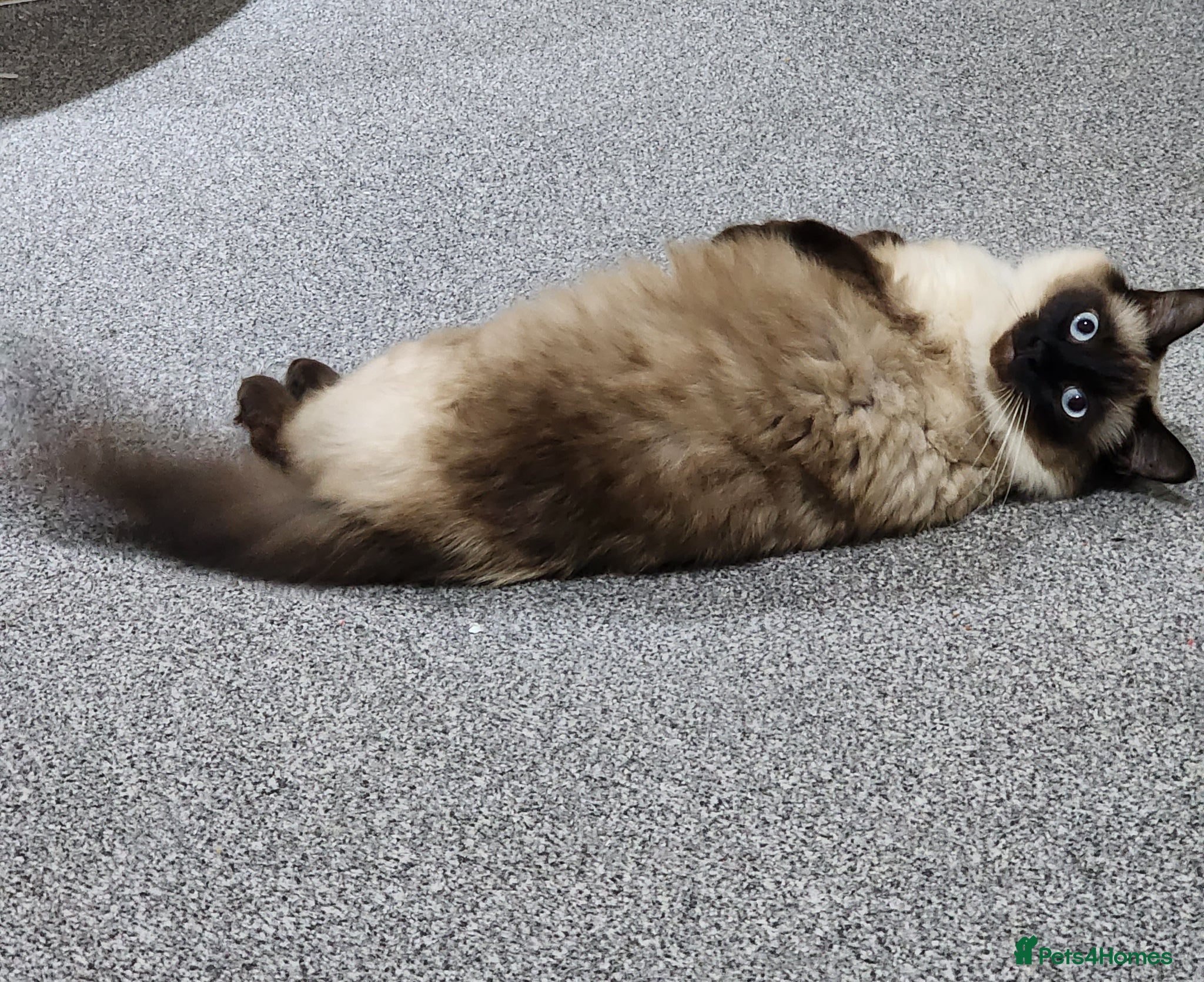 Ragdoll cats Pretty friendly cat looking for a loving new home - Advert 2