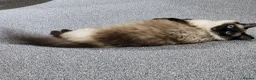 Ragdoll cats for sale: Pretty friendly cat looking for a loving new home in Stourbridge - Advert 1