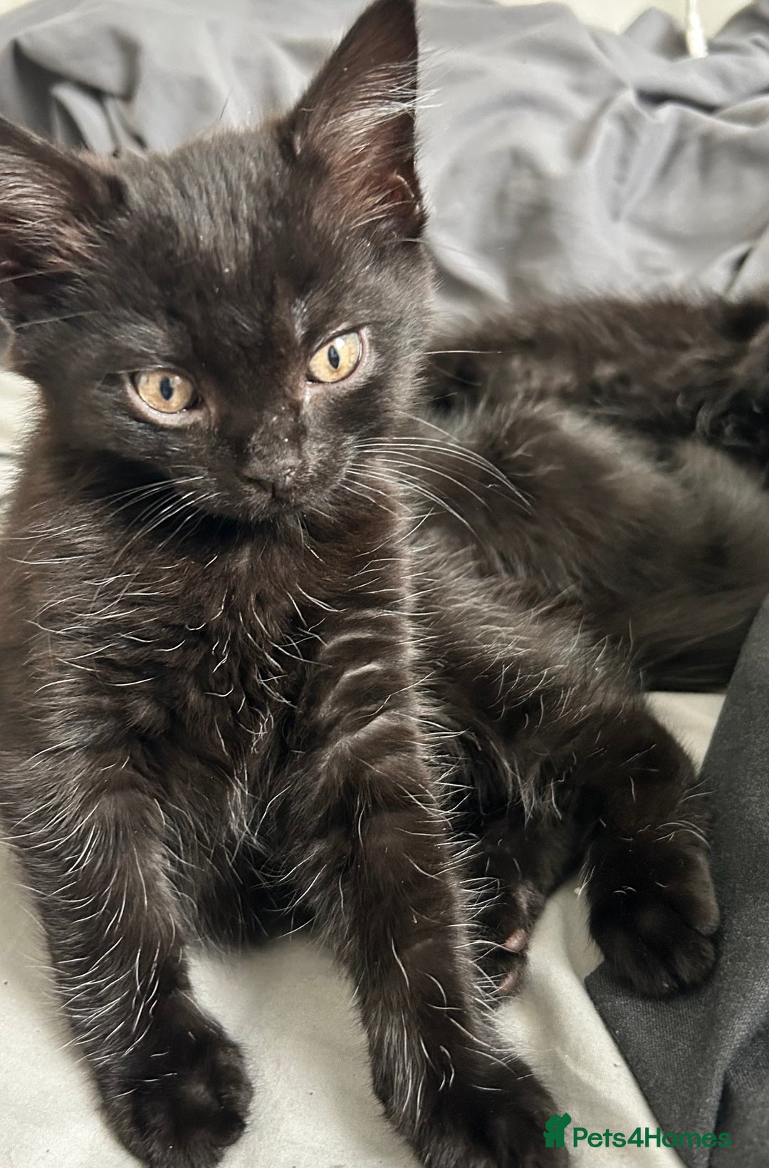 Mixed Breed cats for sale: 2 Female Kittens Ready now! Price reduced!! £40  - Image 8