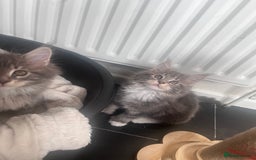 Maine Coon cats for sale: TICA Registered Maine Coon Kittens Blue/Silver - Image 8