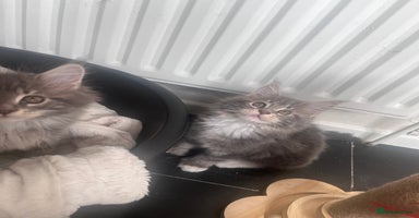 Maine Coon cats - Advert 2