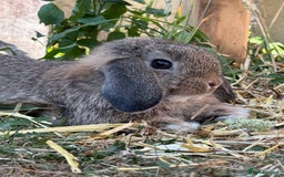 Mini Lop rabbits for sale: Male mini lop for sale - Advert 3