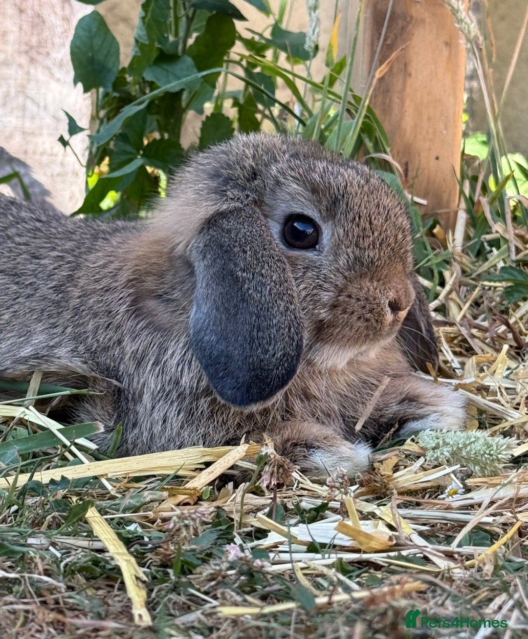 Mini Lop rabbits for sale: Male mini lop for sale - Advert 3