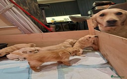Golden Retriever dogs for sale: Beautiful Golden Retriever pups - Image 12