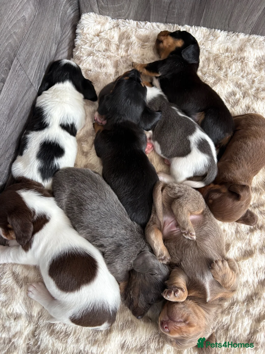 Miniature Dachshund dogs for sale: Miniature Dachshund - Advert 1