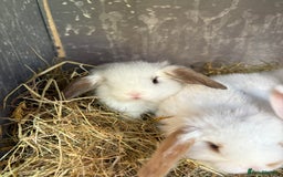 Mini Lop rabbits for sale: Mini Lops - Image 5