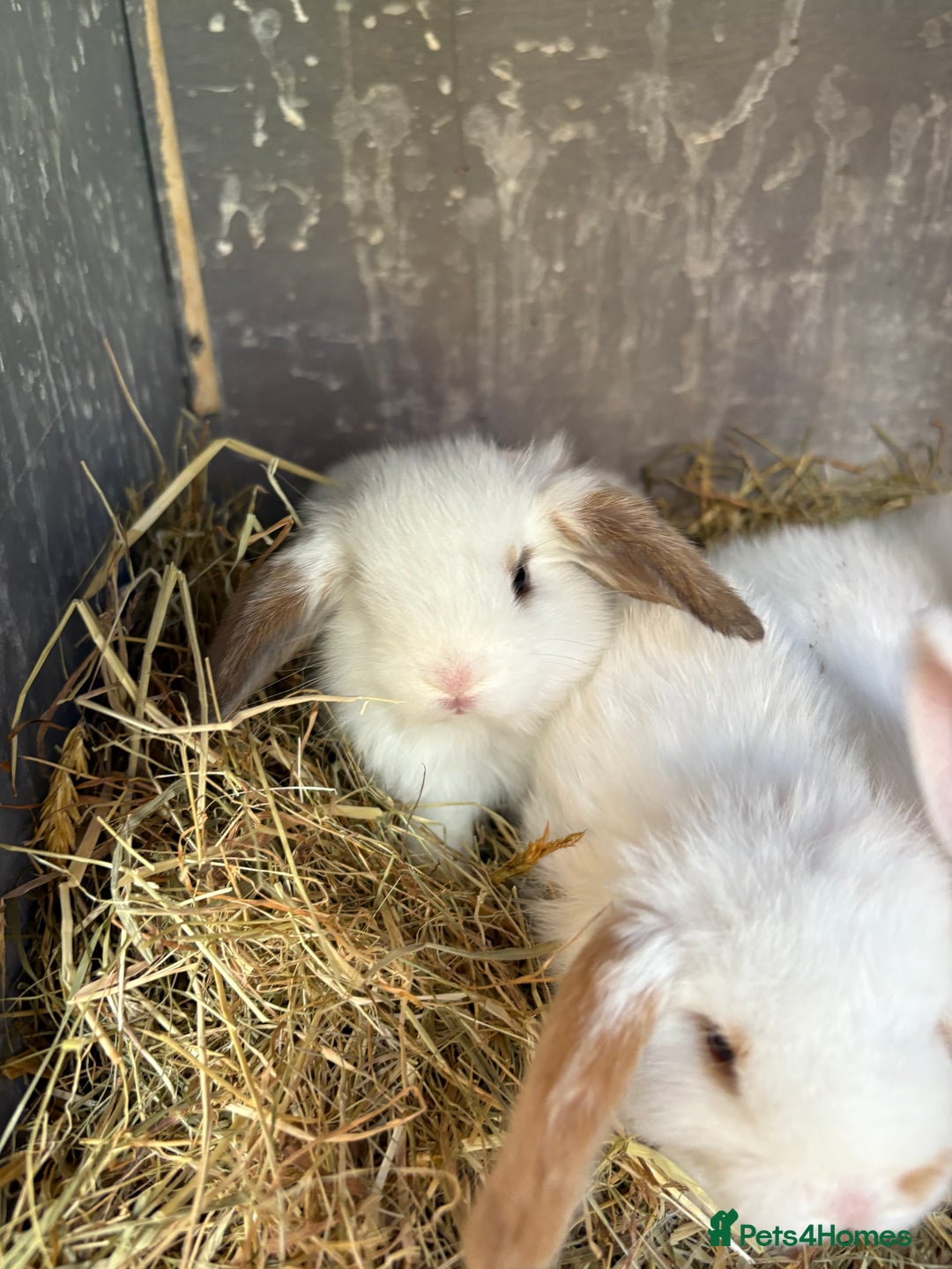 Mini Lop rabbits for sale: Mini Lops - Image 5