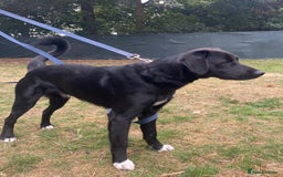 Mixed Breed dogs for adoption: A Bright Boy - looking for the Right Loving Home - Image 14