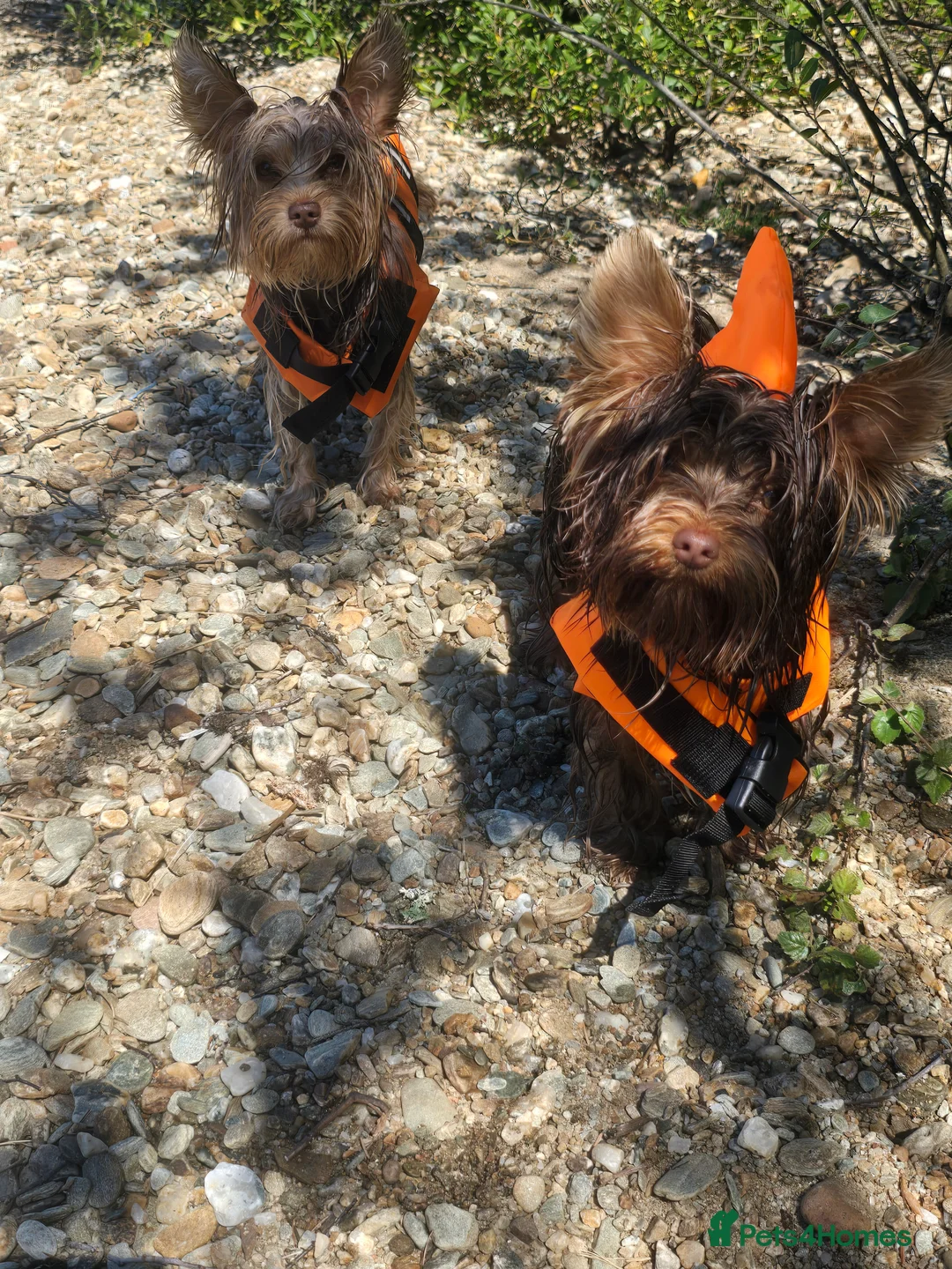 Yorkshire Terrier dogs for sale: Miniture yorkies ( sold only as a pair) - Advert 11