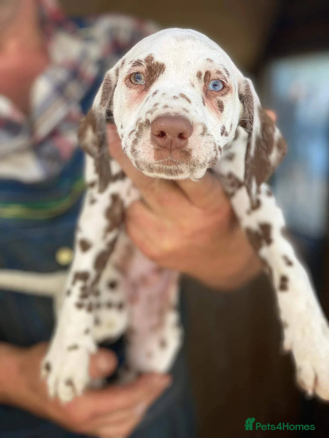 Dalmatian dogs for stud: Dalmatian stud. blue eyed Liver Spot/PROVEN in Bridgend - Advert 12