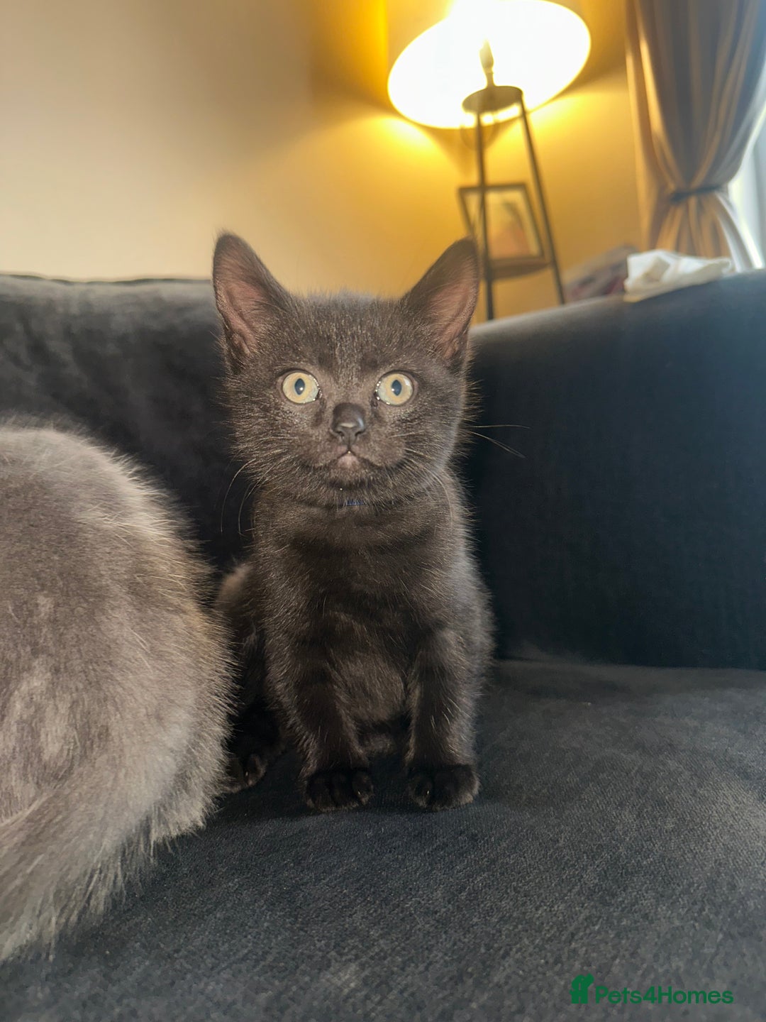 British Shorthair cats for sale: British short hair mixed kittens - Advert 4