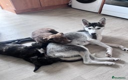 Mixed Breed dogs for sale: Staffy x husky mix - Image 6